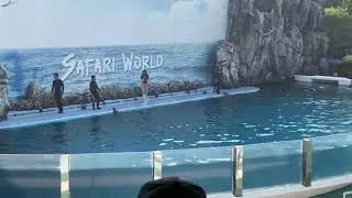 Bangkok || Safari World || Dolphins Show||Smart Dolphins