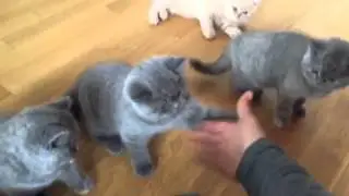 British Shorthair