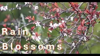 Chill to Kevin MacLeod's 'Almost in F - Tranquillity' & Plum Blossoms Pelted by Rain