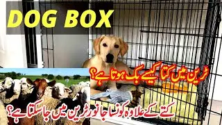DOG Box | How to carry a Dog, Goat, or Sheep by Train | Inside view of Dog Box | Pakistan Railways