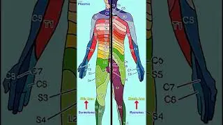 Peripheral Nervous System (PNS) - The Body&rsquo;s Communication Network #peripheralnerve #neetpg