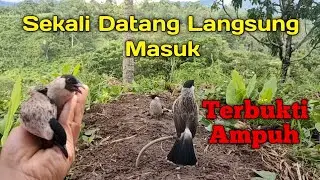 Pikat Kutilang Gak Ada Obatnya — Sekali Mikat Lansung Poin Dua