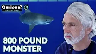 Ocean Vet Tags 800 Pound Tiger Shark in Bermuda Waters | Ocean Vet