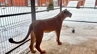 Первый визуальный контакт Шерхана и Киары! Минский зоопарк 