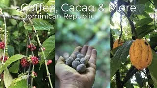 Coffee,  Cacao and More. The Great Dominican Countryside
