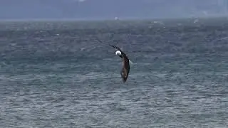 Eagle Drop, Eagle Swoop