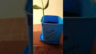 Guapuruvu com uma semana de vida. #guapuruvu #planta