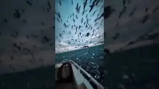 Seagulls chasing a fishing boat