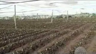 Shadegrown Transplants