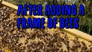 Adding a frame of Brood from a strong Hive to a weak Hive.