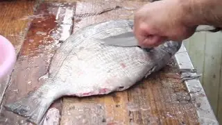 SEABREAM -  Amazing Cleaning Fish Skills