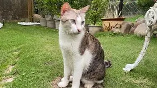 Cats&rsquo; daily adventures with adorable antics, can fill your heart with happiness🥰Calm,healing music🎶
