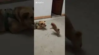 little puppybarking Sound#puppy#cute#pets#funny #dog #puppydog #viral#petsempire#dogs