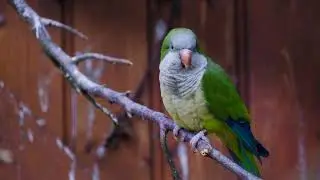 #bestbirdshots #nuts #bhfyp #about #cute #parrot #your #photo #adored #naturelover #pets