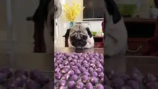 ASMR Pugs Pug Dogs Different Eating Food Meat and Fresh Fruit Ep 100