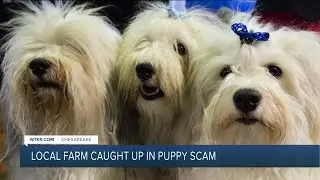 Local farm caught up in puppy scam
