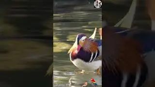 Explore Exotic Wildlife | Stunning Birds in 4K Ultra HD | Lihami 111 #TropicalBirds #Birds4K