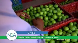 Logran r&eacute;cord hist&oacute;rico en exportaciones de lim&oacute;n