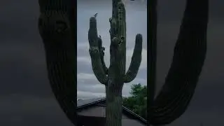 CACTUS BIRDS NEST