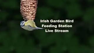 Bird Feeder Live Stream from Cobh, Ireland