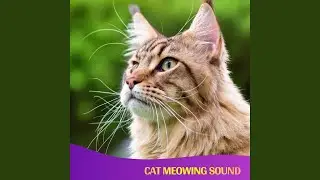 cat meowing sound