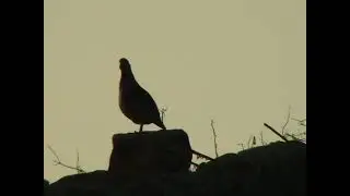 Reclamo de perdiz hembra en la mancha
