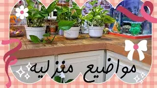 نشاط الصبح/زراعة البوتس/نظامي الغذائي/سواليف لطيفه🥰💋🦋