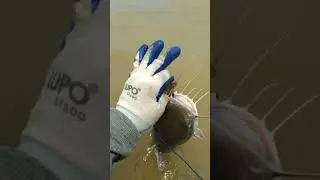 Dapet babon kedukang tapi sayang gak kerekam STRIKE nya😭😭😭 #Shorts #mancing #mancing_extreme