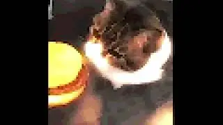 Here kitty, you can has cheeseburger