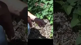 We like to eat sweet potato leaves