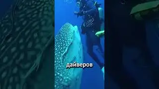 Этот нож может разрушать предметы изнутри  😲