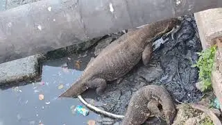 ธรรมะยามเช้ากัมมุนาวัตตะตีโลโกสัตว์โลกย่อมเป็นไปตามกรรม(สามเณรสิทธา พรมพันใจ)