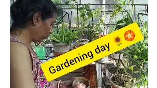 আজ বাড়িতে ফুলের গাছ লাগানো হলো🌻🏵️#flowers #video #@debadritasdailylifestyle 