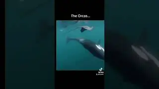Cool Orca Edit! #Short#