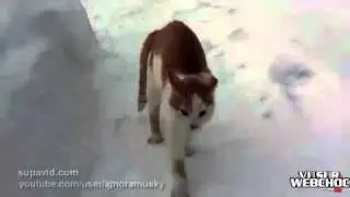 Un chat nerveux &agrave; souhait