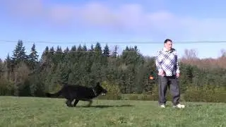Pure Drive, Zero Quit! Kraftwork K9 Pro German Shepherds
