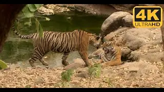 Wild tiger family at Ranthambore national park | Tiger sighting | Jungle Safari