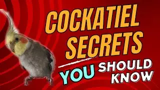 Cockatiel Crests Decoded: What Your Bird is Telling You!
