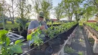 Staking Peppers