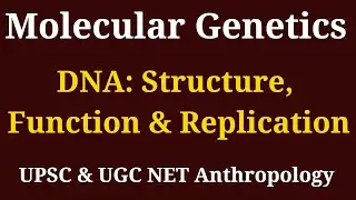 DNA Structure, Function & Replication