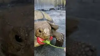 tortoise eating hibiscus 🌺