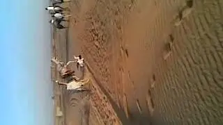 Camel Rodeo