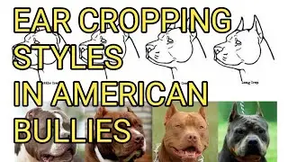 Understanding Ear Cropping Styles in American Bullies: A Guide to Tradition and Aesthetics