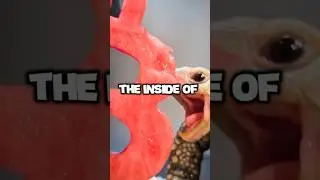 This is inside a turtle's mouth...😨