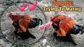 Big Rooster Trying to Mating But 🧐|| Lovely Rooster Mating 💗