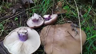 PAPAS RIOJANAS CON LEPISTAS PERSONATA