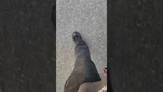 Take a walk 🚶&zwj;♂️ with me #walking #exercise #outdoorwalking #workout