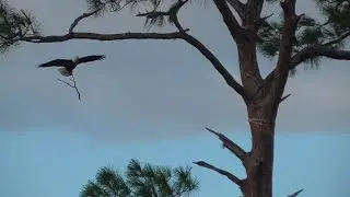 SWFL Eagles_ Post Hurricane Milton Visit ~ M15/F23 & The Nest Look Great & Strong 10.11.24