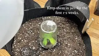 Easy PRO (at home) Cannabis Seedling Humidity Solution