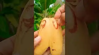 Mitos Pisang Dempet/Kembar Siam#shorts#viralvideo#fruit#trending#fyp
